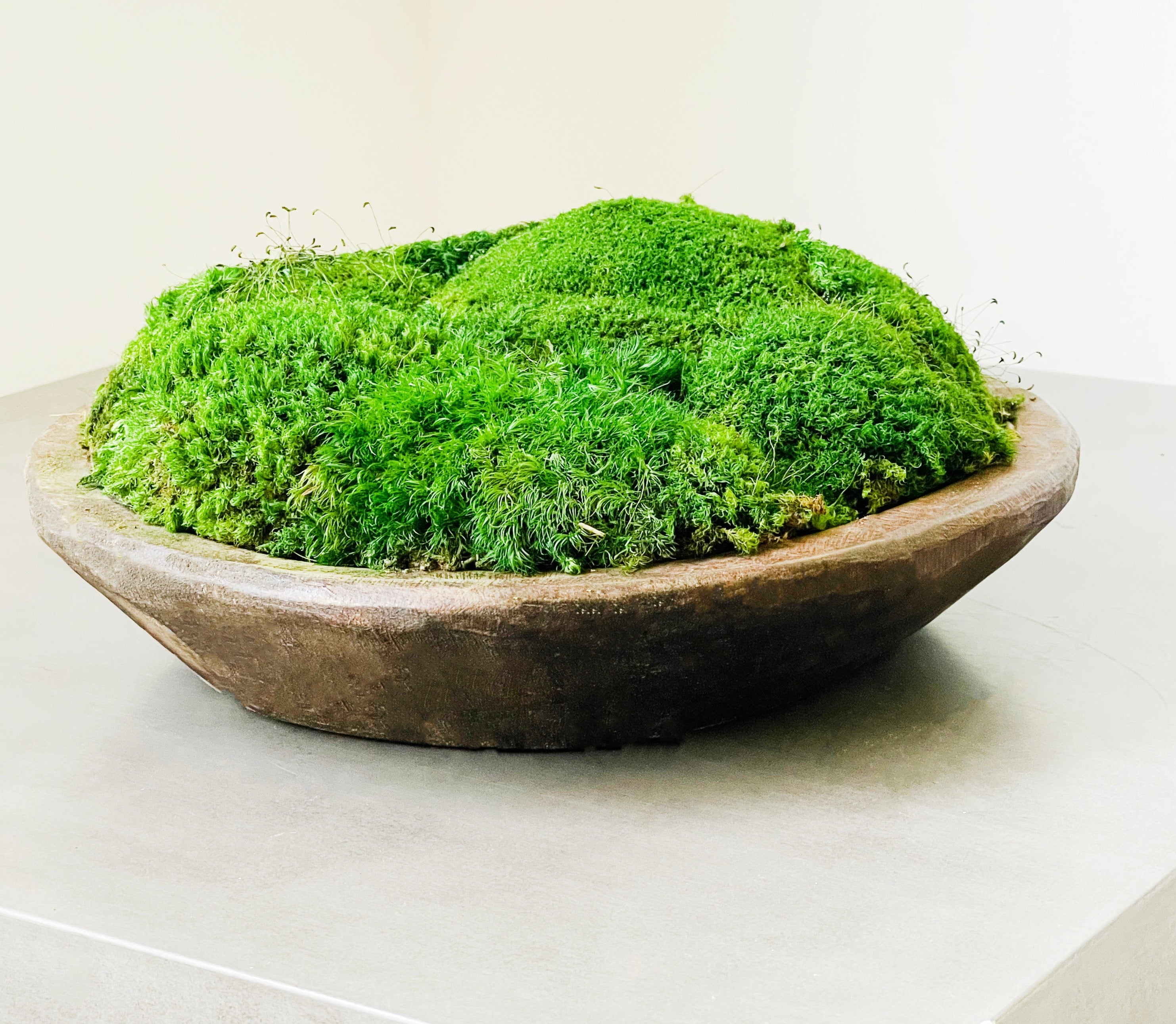 9 Best moss bowls to buy for Zen indoor gardening in 2021