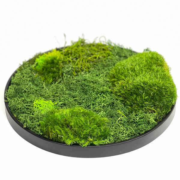 Preserved Moss Tray - Round